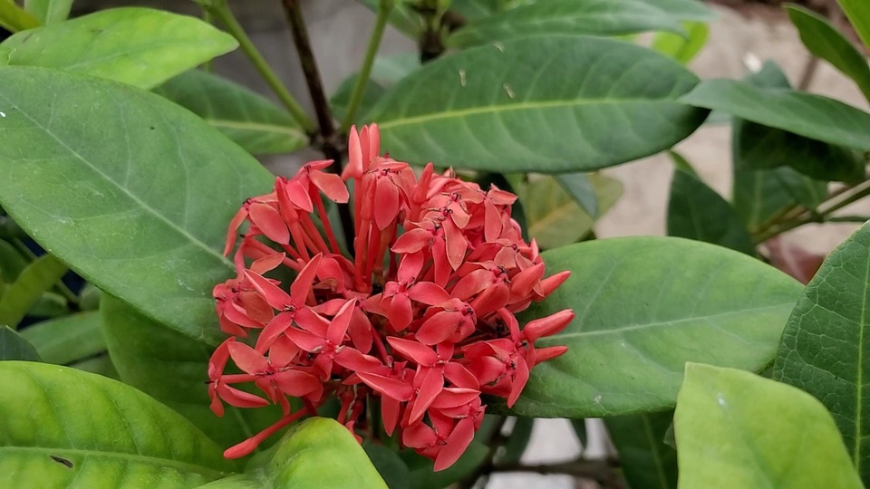 Đam mê giống cây cổ, nông dân thu hàng trăm triệu đồng mỗi năm - 5 Đam mê giống cây cổ, nông dân thu hàng trăm triệu đồng mỗi năm - 5