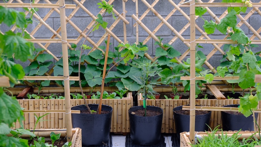 Gia đình Đà Nẵng làm vườn đẹp, bắt sâu bằng tay để có rau sạch cho bữa ăn - 9 Gia đình Đà Nẵng làm vườn đẹp, bắt sâu bằng tay để có rau sạch cho bữa ăn - 9