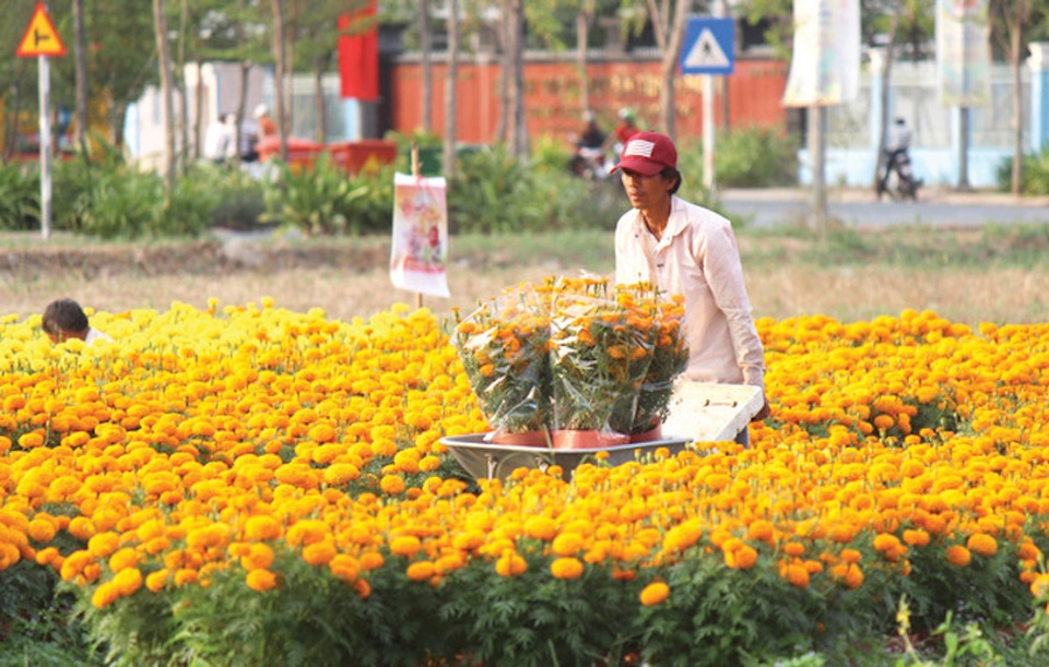 TPHCM: Đất nông trường quy hoạch thành khu công nghiệp mới - 1 TPHCM: Đất nông trường quy hoạch thành khu công nghiệp mới - 1
