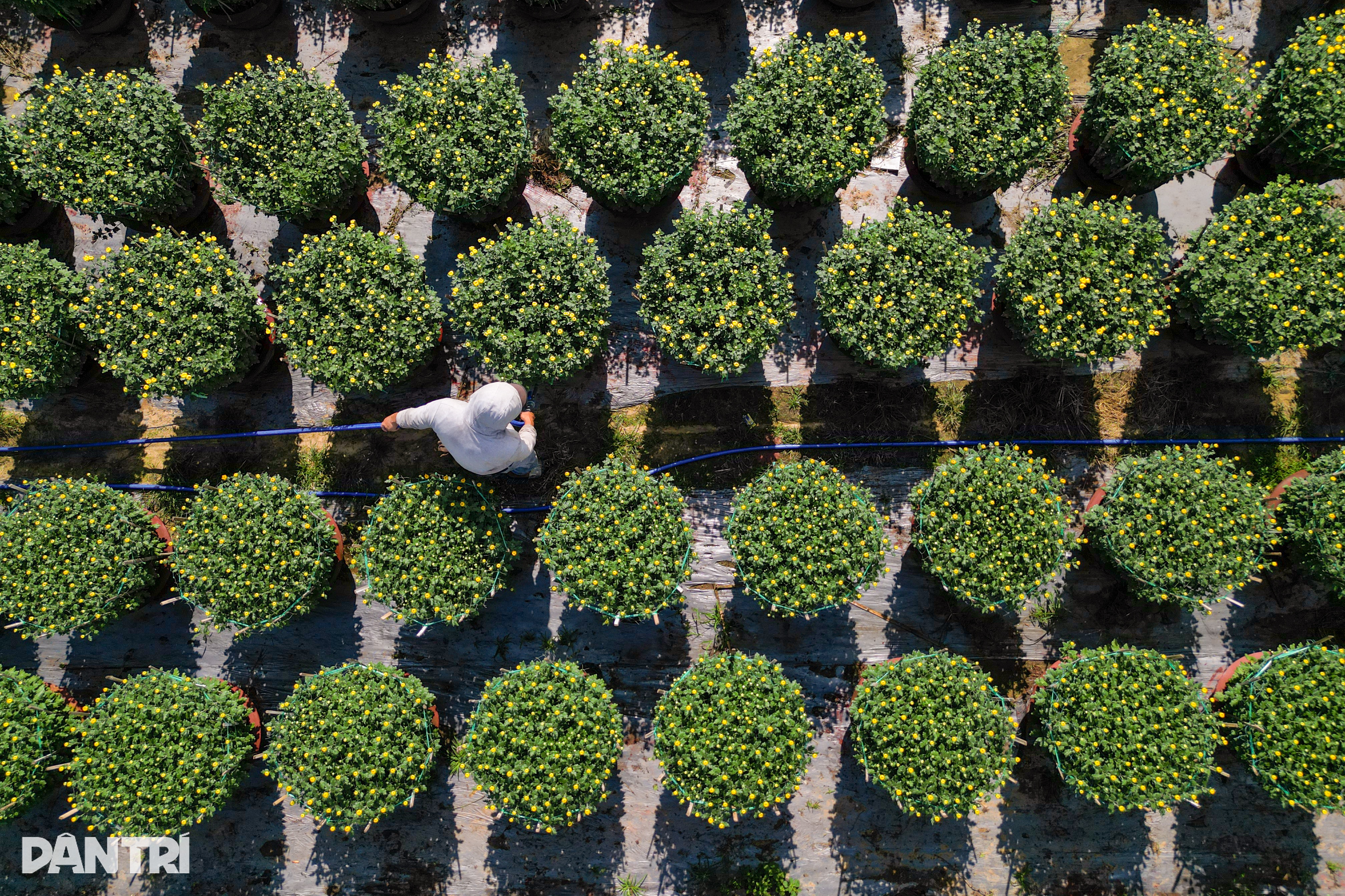 Caminhões trafegam cansadamente carregando flores da aldeia para a cidade - 2 Xe tải chạy mệt nghỉ đưa hoa từ làng lên phố - 2