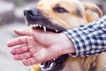 Chủ quán thịt chó ở Cà Mau tử vong do bệnh dại