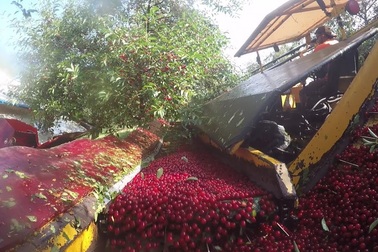 Thu hoạch Cherry siêu tốc ở Mỹ