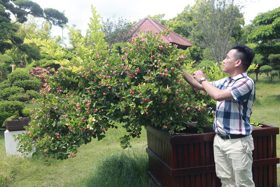 Dàn sơ ri bonsai cổ thụ, trĩu quả giá tiền tỷ của “tướng cướp hoàn lương” - 10 Dàn sơ ri bonsai cổ thụ, trĩu quả giá tiền tỷ của “tướng cướp hoàn lương” - 10