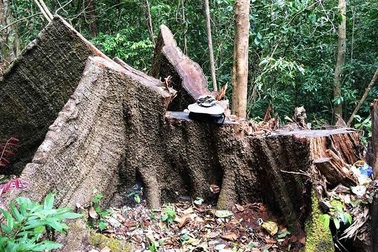 Chất vấn Thủ tướng về lệnh đóng cửa rừng "trên rất thiêng nhưng dưới không nghiêm"