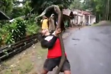 Video: Cô gái tay không chiến đấu với rắn hổ mang chúa khổng lồ