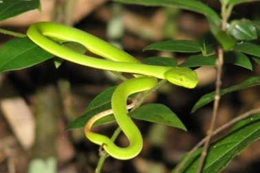 Người đàn ông bị rắn lục đuôi đỏ cắn tử vong