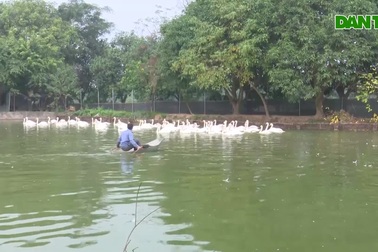 Độc đáo gà quý hiếm, chim quý tộc phục vụ đại gia chơi tết