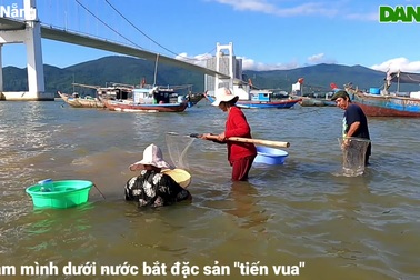 Ngâm mình dưới nước ngang hông, khuấy cát bắt đặc sản "tiến vua"