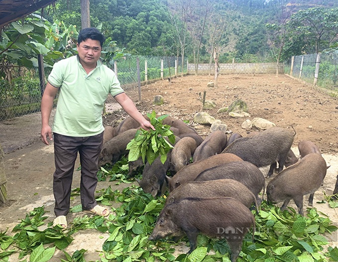 Mô hình chăn nuôi lợn rừng từ nguồn vốn ưu đãi củ người dân tộc Bru - Vân Kiều tại Quảng Bình