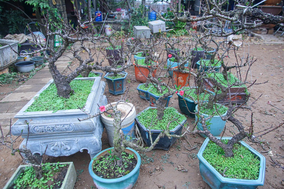 Đào tiến vua... nằm điều hòa chờ Tết - 11 Đào tiến vua... nằm điều hòa chờ Tết - 11