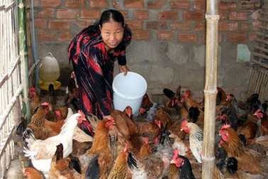 Thịt ngoại “đè” thịt nội