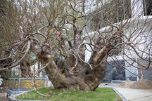 Hà Nội xuất hiện gốc đào "khủng" có giá cho thuê 100 triệu đồng dịp Tết