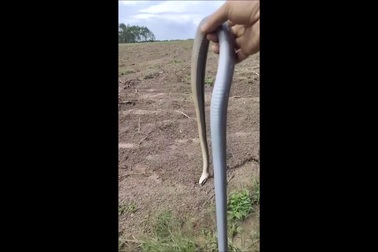 Rắn sọc dưa "đóng kịch" giả chết khi không thể đe dọa kẻ thù