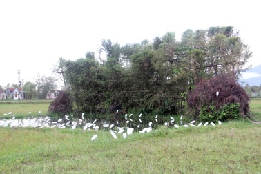 Cận cảnh những lùm cây, góc ruộng chim trời sa vào... chỉ có chết!