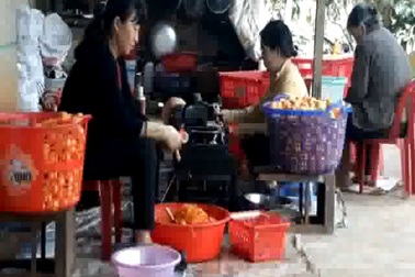 Quá trình tạo ra những trái hồng sấy treo ngọt dẻo nức tiếng Đà Lạt