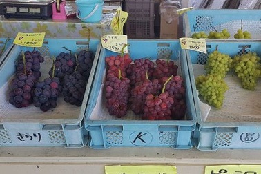 Cảnh sát Nhật Bản điều tra vụ mất trộm 1 quả nho