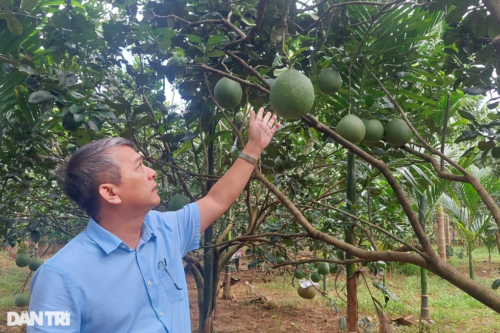 Thủ phủ cây ăn quả Hoài Ân khẳng định thương hiệu - 3 Thủ phủ cây ăn quả Hoài Ân khẳng định thương hiệu - 3