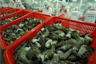 Trung Quốc gỡ bỏ lệnh tạm dừng nhập khẩu tôm sú Việt Nam