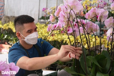 Thu nhập tiền tỷ nhờ bán lan hồ điệp vụ Tết ở Thanh Hóa