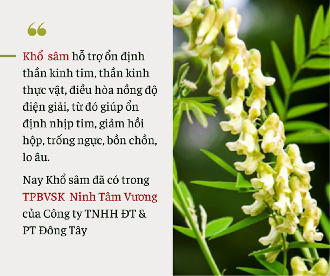 Bí quyết ổn định nhịp tim từ Khổ sâm - loài sâm đắng nhất thế giới - 2 Bí quyết ổn định nhịp tim từ Khổ sâm - loài sâm đắng nhất thế giới - 2