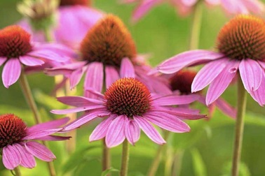 7 kháng sinh hiệu quả trong tự nhiên