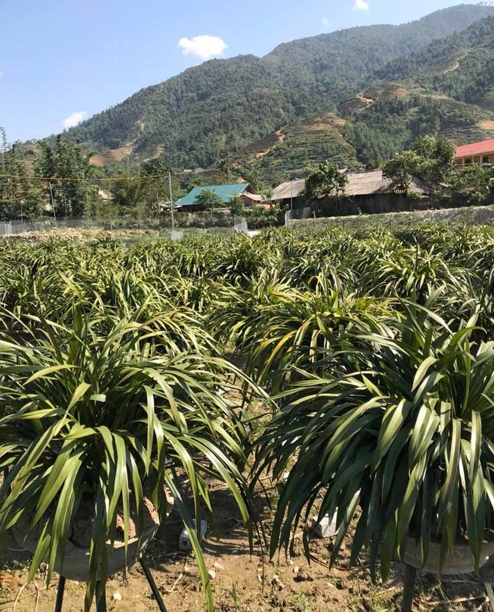 Ôm giấc mộng vua Trần, anh nông dân thu 7 tỷ đồng mùa Tết - 2 Ôm giấc mộng vua Trần, anh nông dân thu 7 tỷ đồng mùa Tết - 2