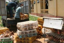 Lo gà thải, thịt "rác"… Trung Quốc tràn vào Việt Nam