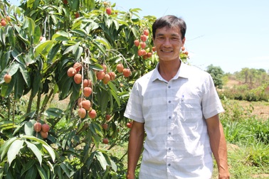 Trồng vải trên đất Tây Nguyên, mỗi năm thu lãi 1,8 tỷ đồng