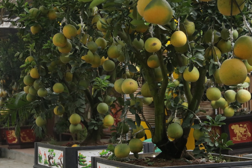 Hà Nội: Bưởi cảnh, đào khủng đua nhau xuống phố đón Tết - 7