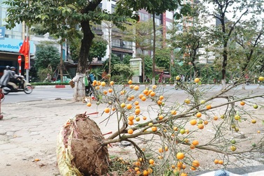 Đào Tết, quất cảnh "phơi mình" héo úa sau dịp Tết