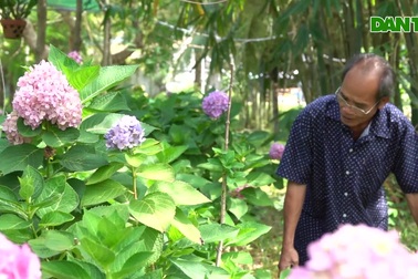 Lão nông đảo ngọc biến vườn tạp thành trang trại cẩm tú cầu đẹp như mơ