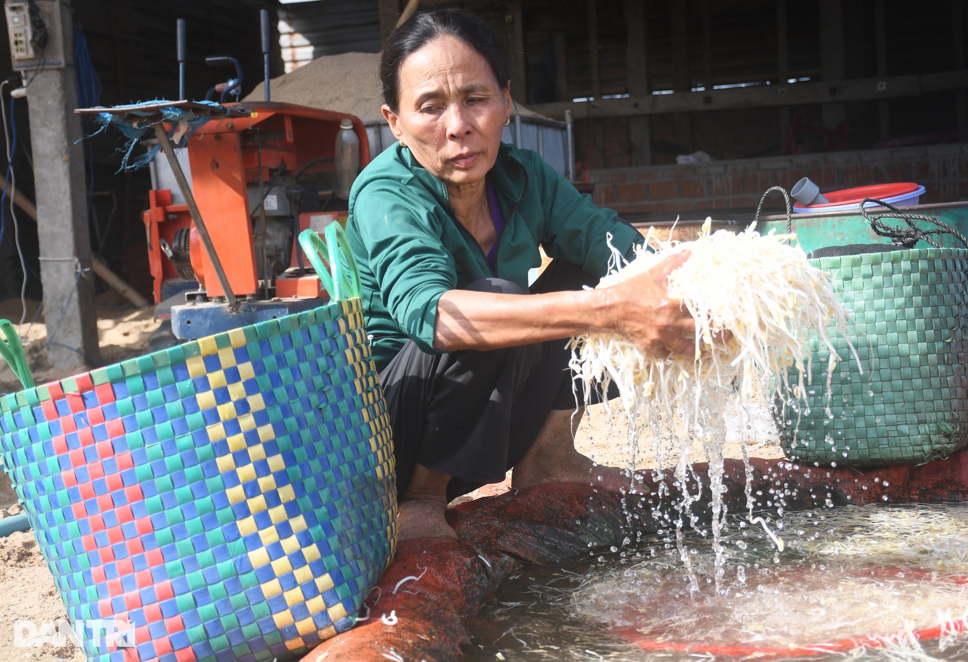Làm giá đỗ bằng cát sông Trà Khúc - 8 Làm giá đỗ bằng cát sông Trà Khúc - 8