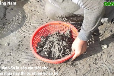 Lội sông, cào bùn nhặt ốc quắn ở rừng ngập mặn