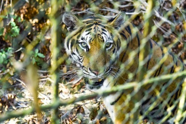 Chưa chốt “số phận” đàn hổ, chủ trại nuôi mỗi ngày mất tiền triệu