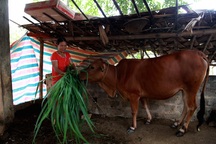 Phía sau chuyện thoát nghèo nhờ được tặng bò giống