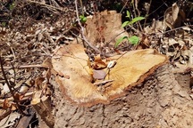 Hơn 10ha rừng phòng hộ bị lâm tặc ngang nhiên tàn phá