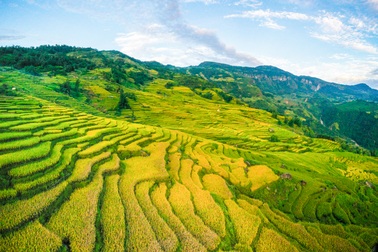 "Mùa vàng" Y Tý nhìn từ camera bay