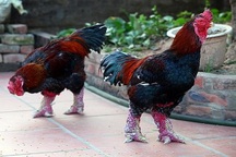 ''Hốt bạc'' nhờ nuôi gà quý hiếm