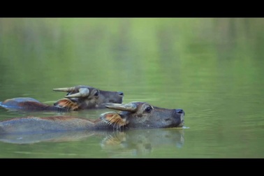 "Senseful Vietnam" - ca khúc quảng bá vẻ đẹp đất nước, con người Việt Nam