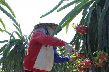 Những “đầu tàu” giúp nông dân thoát nghèo