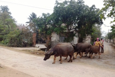 Quảng Bình: Nỗ lực dập ổ dịch lở mồm long móng trên diện rộng