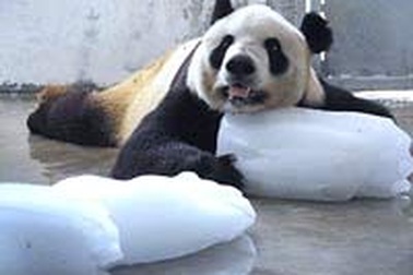 Tìm “vợ” cho gấu trúc