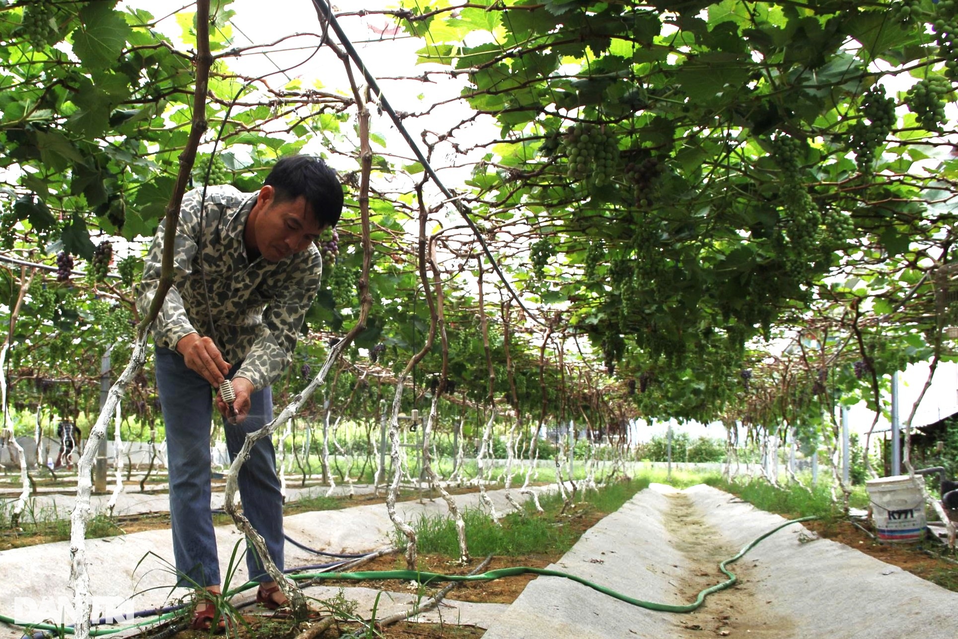 Chàng trai xứ Nghệ làm điều không tưởng trên vùng đất cằn cỗi - 2 Chàng trai xứ Nghệ làm điều không tưởng trên vùng đất cằn cỗi - 2