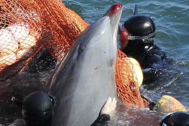 Hãi hùng cảnh cá heo bị xẻ thịt hàng loạt trên biển Nhật Bản