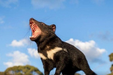 Hàng loạt quỷ Tasmania chết bí ẩn, nước Úc "chấn động"