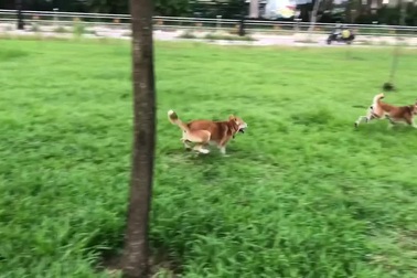 “Tứ đại Quốc khuyển” Việt Nam, muốn mua cũng phải chờ cả năm