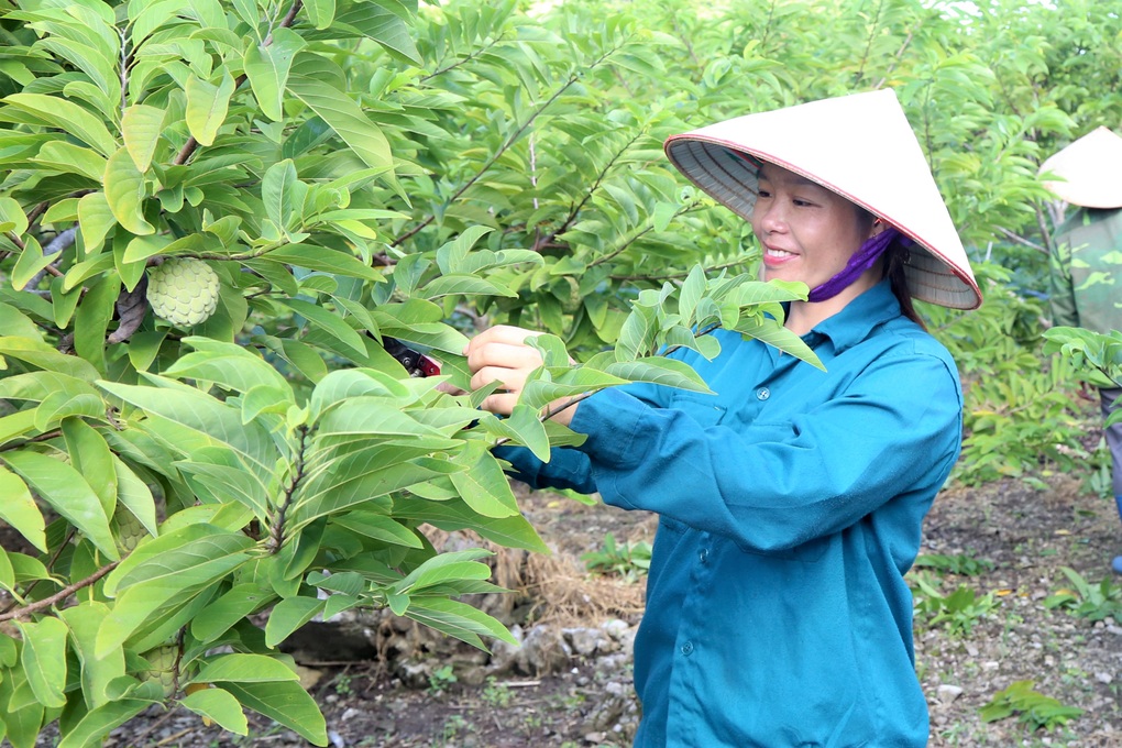 Trồng loại cây hóa giải đất chó ăn đá gà ăn sỏi, kết quả như... trúng số - 2 Trồng loại cây hóa giải đất chó ăn đá gà ăn sỏi, kết quả như... trúng số - 2