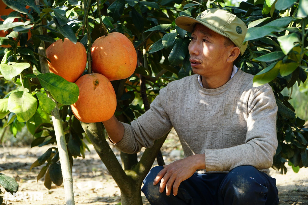 Couple earns 200 million VND during Tet thanks to Tien Vua grapefruit variety - 1