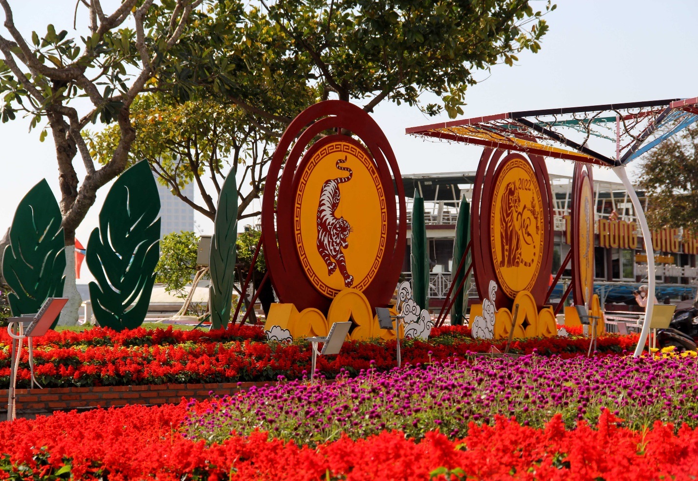 Đàn hổ đủ màu sắc xuống đường hoa Đà Nẵng - 7 Đàn hổ đủ màu sắc xuống đường hoa Đà Nẵng - 7