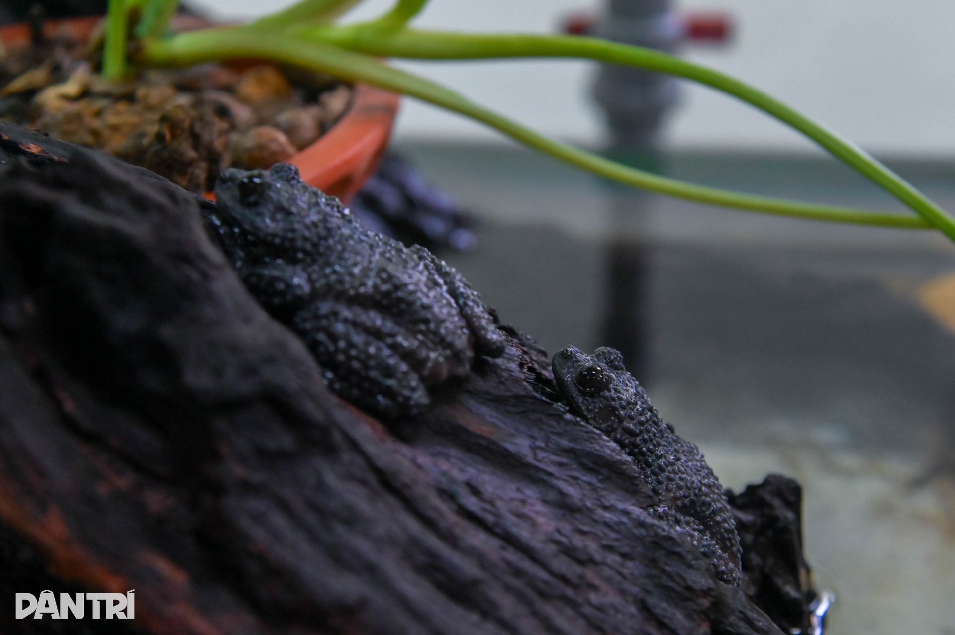Cận cảnh loài thằn lằn cá sấu ở Việt Nam, có mặt từ thời khủng long - 9 Cận cảnh loài thằn lằn cá sấu ở Việt Nam, có mặt từ thời khủng long - 9